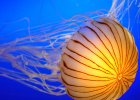 505 miliónov rokov staré fosílie medúz