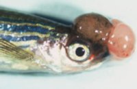 Danio pruhované pomáha vo výskume rakoviny