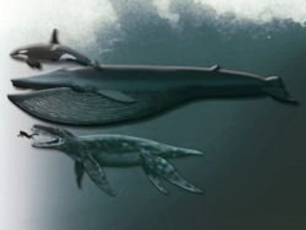 Pliosaurus - objav fosílií tohoto ohromného morského predátora