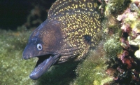 celuste mureny