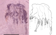 fosilie meduz