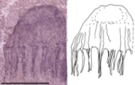 fosilie meduz
