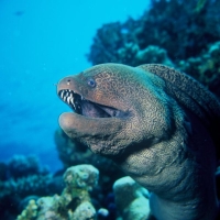 murena