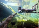 Adrenalínový kúpeľ s krokodílom