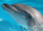 Delfín zachránil uviaznuté veľryby