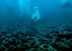 Potápači začali odstraňovať pneumatiky z Floridského umelého útesu
