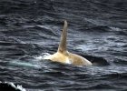 Vedci na Aljaške vyfotografovali bielu kosatku