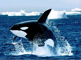 killer whale
